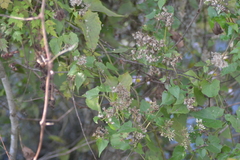 Mikania cordifolia