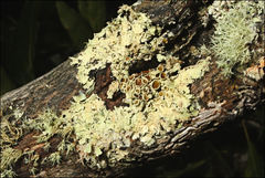 Flavoparmelia rutidota
