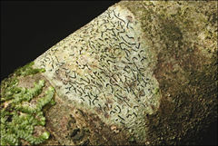 Halegrapha mucronata