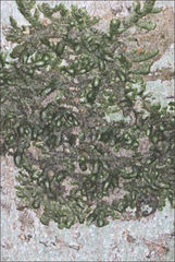 Frullania clavata