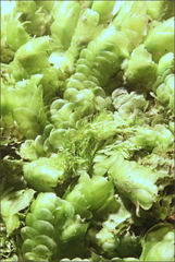 Frullania clavata