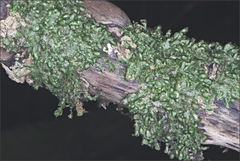 Frullania clavata