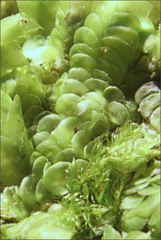 Frullania clavata