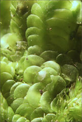Frullania clavata