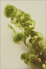 Frullania clavata