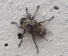 Leptostylus albicinctus