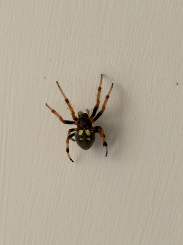 Araneus granadensis