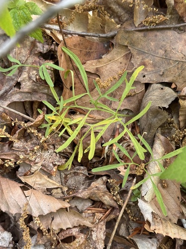 Cardamine dissecta, photograph 2