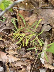 (c) Asher P Higgins, some rights reserved (CC BY) Cardamine dissecta, photograph (c) Asher P Higgins, some rights reserved (CC BY)