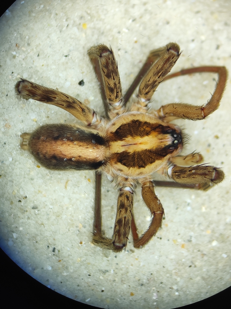 Xenoctenus kaatinga