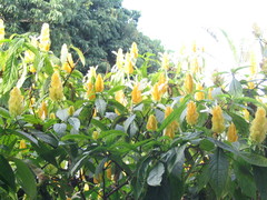 Pachystachys lutea