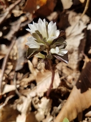 Obolaria virginica