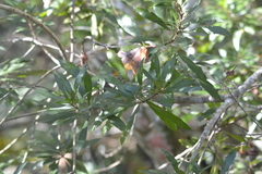 Morella cerifera image