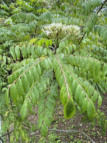 Bergera koenigii