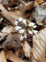 Obolaria virginica