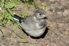 Motacilla alba