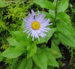 Erigeron multiradiatus