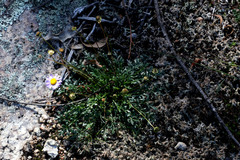 Brachyscome stuartii