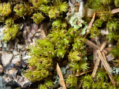 Plenogemma phyllantha