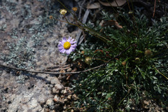 Brachyscome stuartii