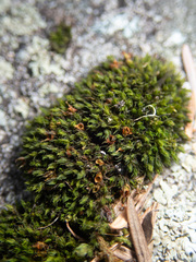 Schistidium maritimum