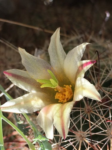 Mammillaria dioica (also called the strawberry cactus, California