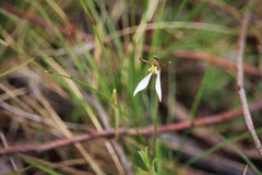 Eriochilus collinus collinus