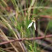 Hills Bunny Orchid - Photo (c) Darcy Whittaker, some rights reserved (CC BY-NC), uploaded by Darcy Whittaker