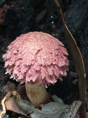 Boletellus deceptivus