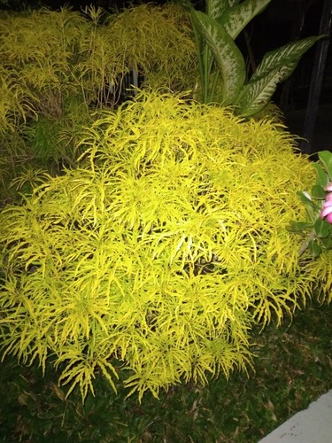 Melicope denhamii observed 2026-05-12