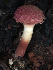 Boletellus deceptivus