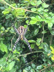 Argiope aetheroides