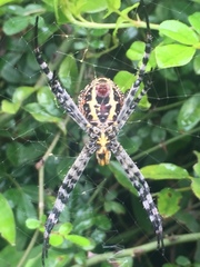 Argiope aetheroides