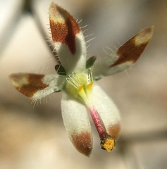 Nemacladus rubescens