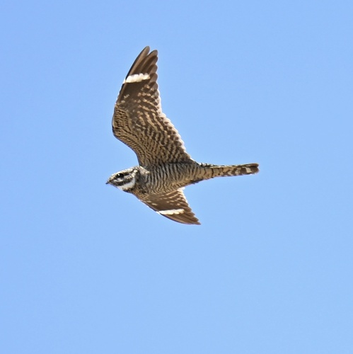 Lesser Nighthawk observed by toastysn