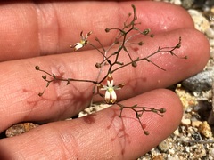 Nemacladus rubescens