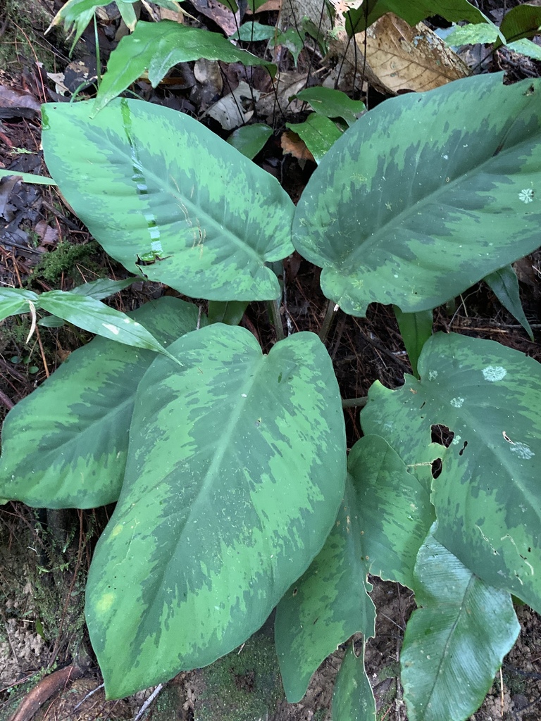 Schismatoglottis asperata