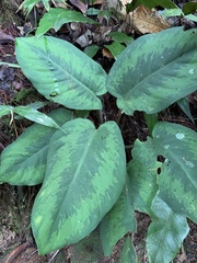 Schismatoglottis asperata