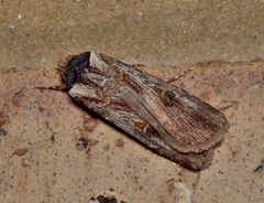 Agrotis radians