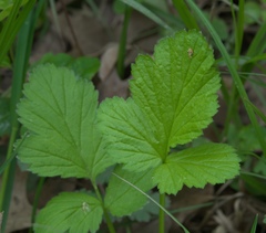 Geum vernum
