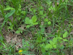 Geum vernum