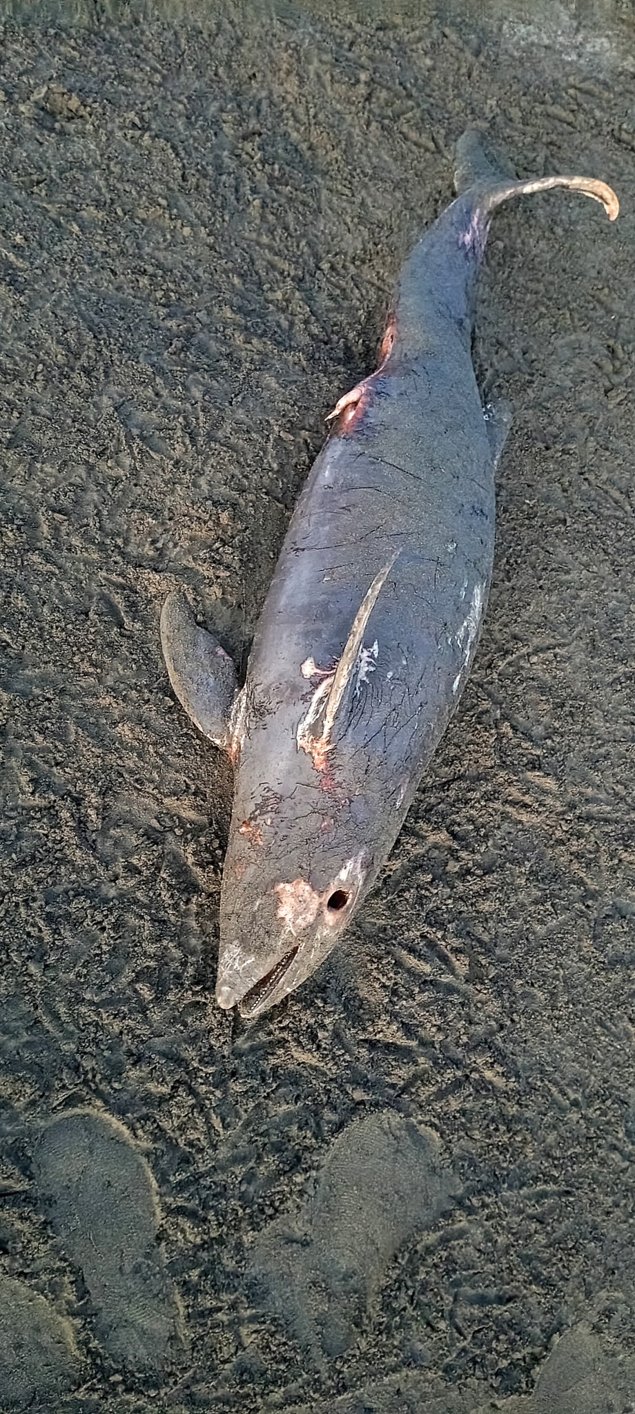 Phocoena spinipinnis
