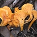 Cantharellus Subg. Cinnabarinus - Photo (c) Damon Tighe, some rights reserved (CC BY-NC), uploaded by Damon Tighe