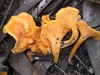 Cantharellus Subg. Cinnabarinus - Photo (c) Damon Tighe, some rights reserved (CC BY-NC), uploaded by Damon Tighe