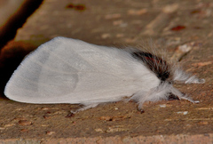 Trichiocercus mesomelas