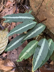 Colobogynium variegatum