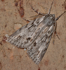 Chlenias banksiaria