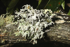 Hypogymnia subphysodes