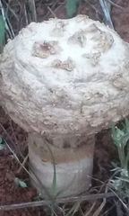 Agaricus deserticola