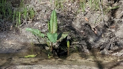 Rumex hydrolapathum